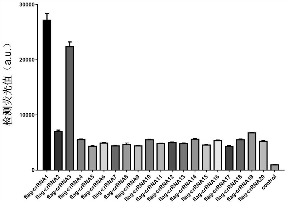 A detection kit for Salmonella typhi, its preparation method and its application