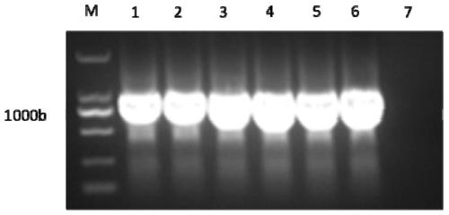 Soluble efficiently-expressed rChGM-CSF-IFNalpha fusion protein as well as preparation method and application of soluble efficiently-expressed rChGM-CSF-IFNalpha fusion protein