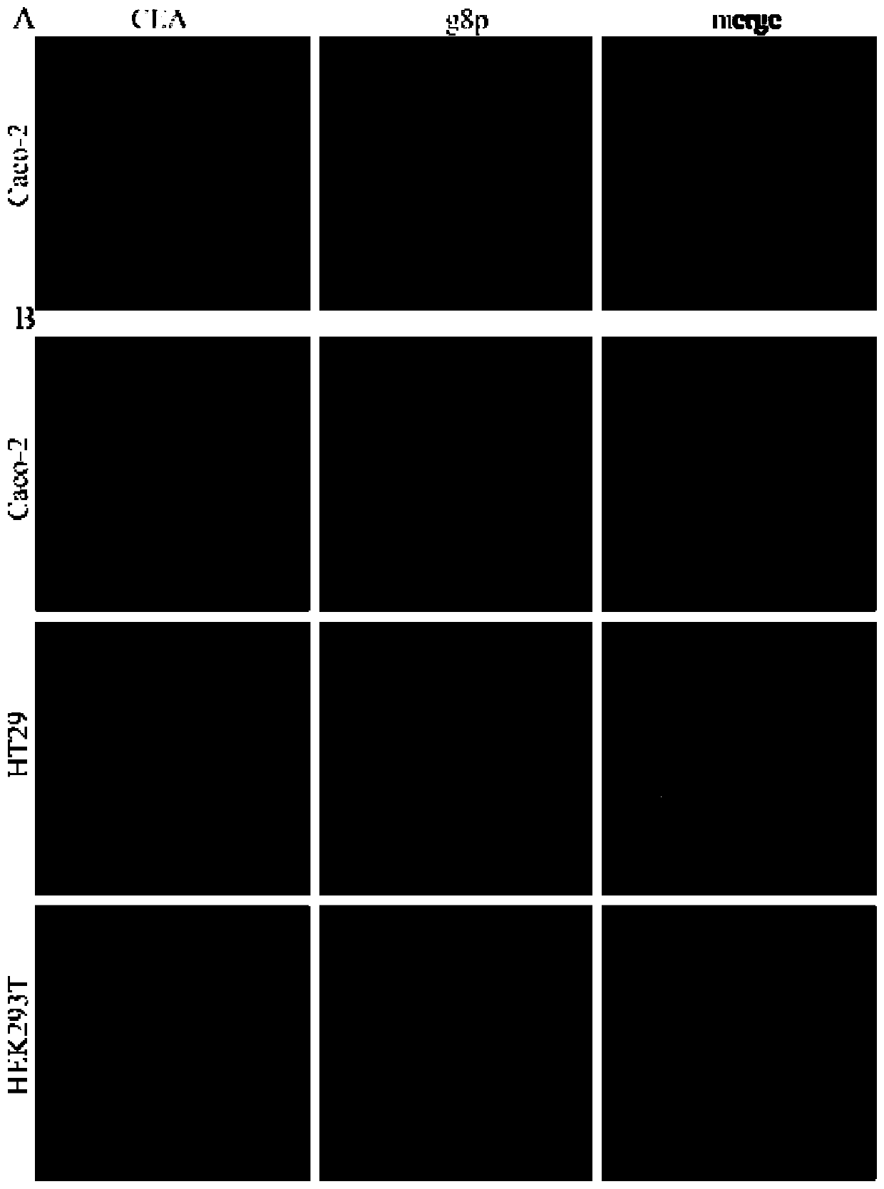 Method for detecting cell capable of expressing carcinoembryonic antigen, and application thereof