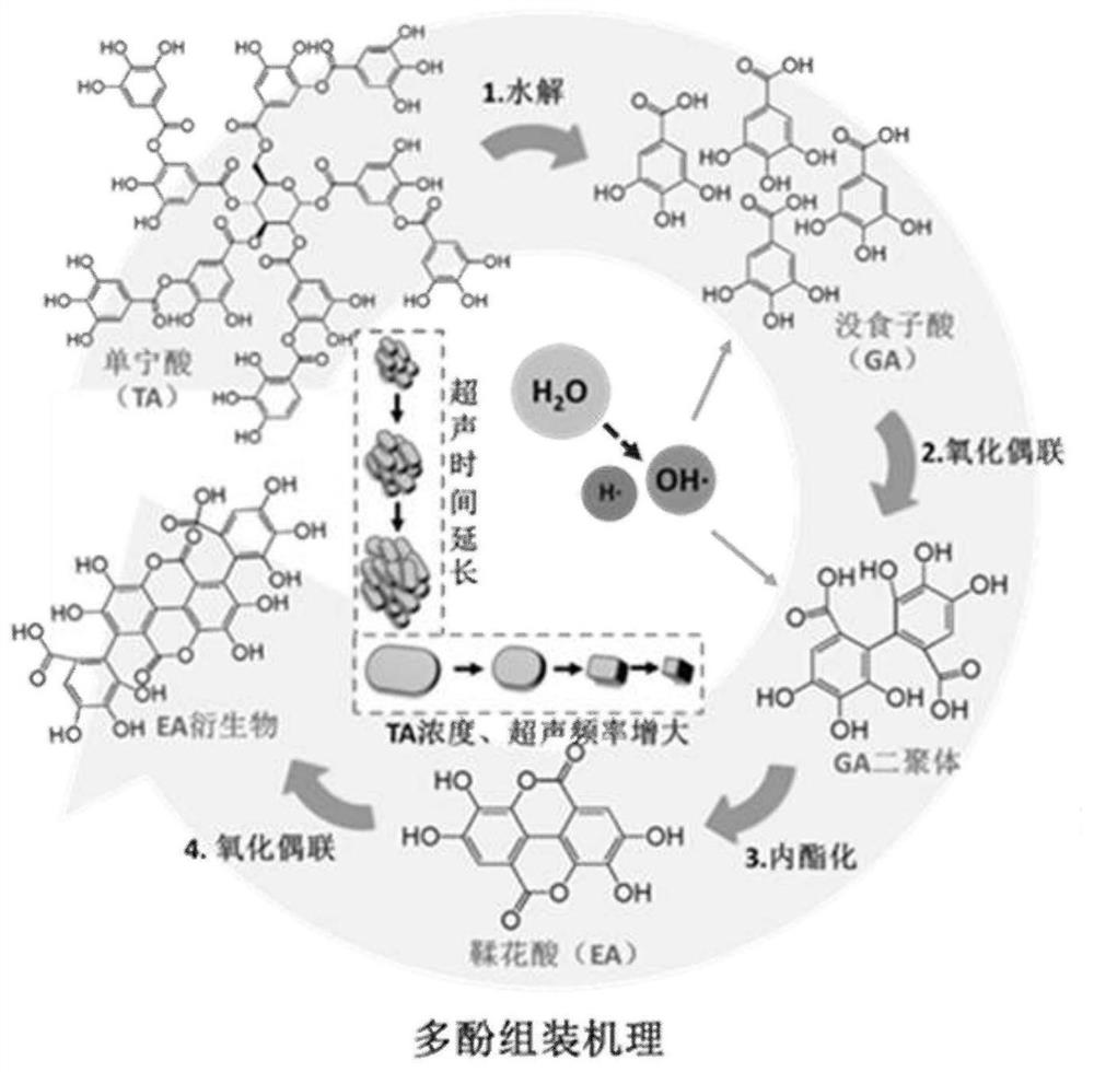 Bio-based nano-assembly curing agent for toughened epoxy resin and preparation method