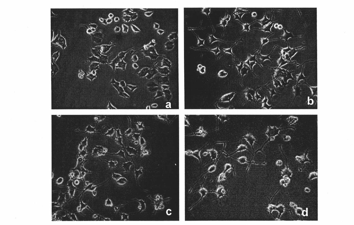 2,3-dyhydroxyl parabens compound as well as preparation and application thereof