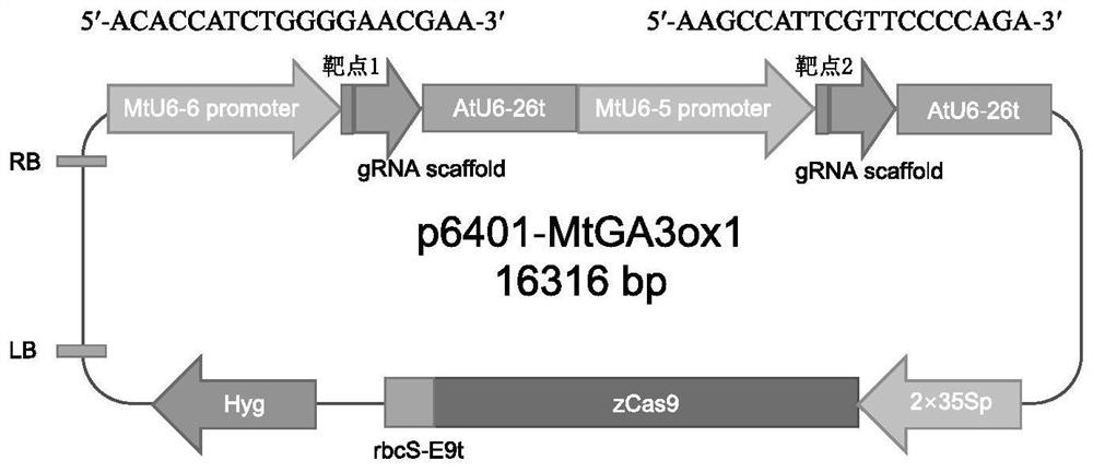 Application of ga3ox1 protein in regulation of alfalfa plant type