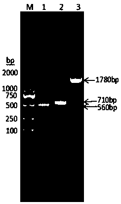 Fusion protein consisting of pig albumin, pig interferon gamma and pig interferon alpha and preparation method thereof