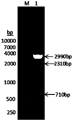 Fusion protein consisting of pig albumin, pig interferon gamma and pig interferon alpha and preparation method thereof