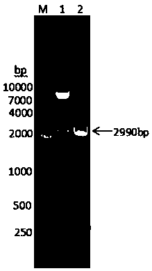 Fusion protein consisting of pig albumin, pig interferon gamma and pig interferon alpha and preparation method thereof