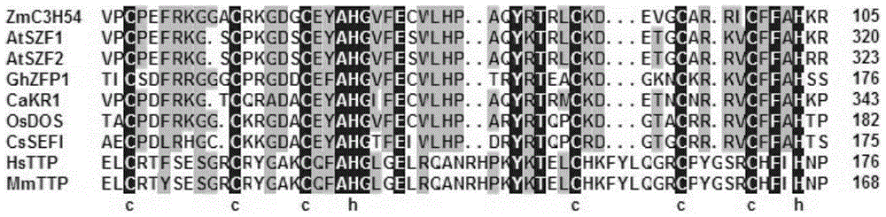 Corn CCCH-type zinc finger protein, and encoding gene ZmC3H54 and application thereof