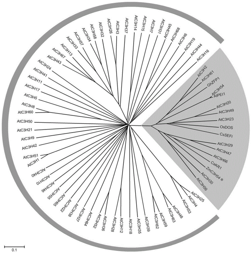 Corn CCCH-type zinc finger protein, and encoding gene ZmC3H54 and application thereof