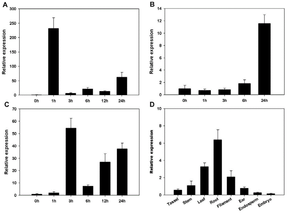 Corn CCCH-type zinc finger protein, and encoding gene ZmC3H54 and application thereof