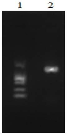 S-adenosylmethionine synthetase mutant and preparation method thereof