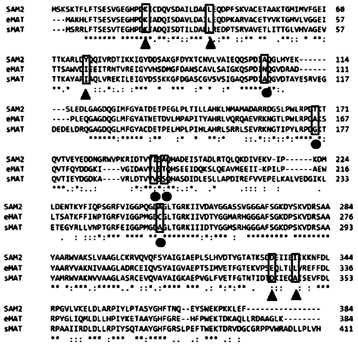 S-adenosylmethionine synthetase mutant and preparation method thereof