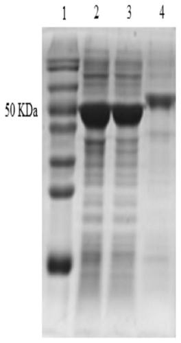 S-adenosylmethionine synthetase mutant and preparation method thereof