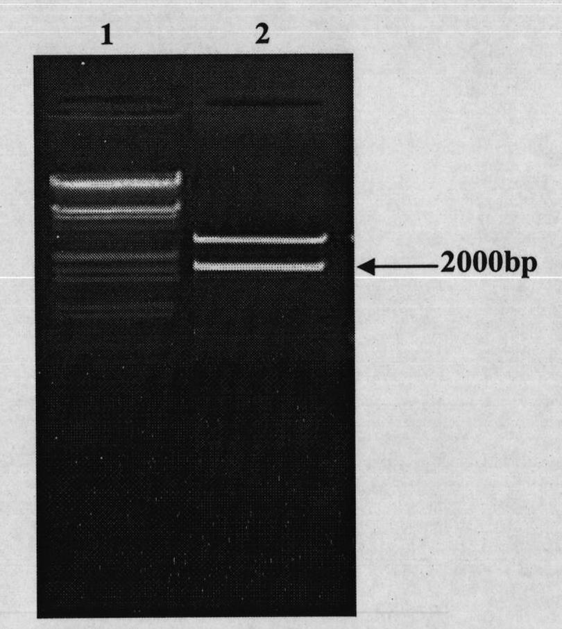 Cloning of rape Oleosin5'UTR sequence and application of Oleosin5'UTR sequence in elaioplast targeting expression