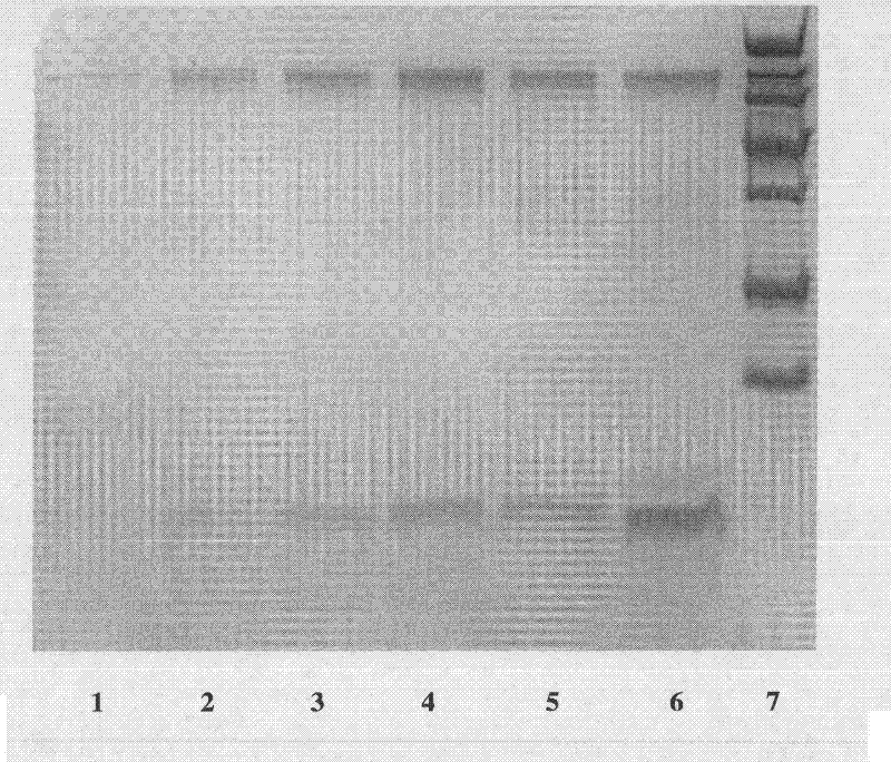 Preparation and application of recombinant plectasin