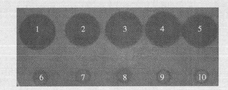 Preparation and application of recombinant plectasin