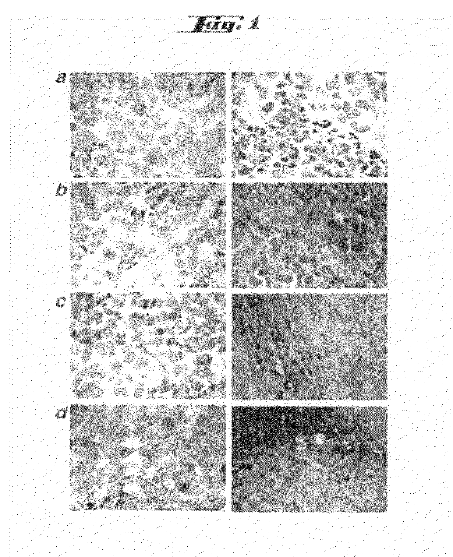 Non-pathogenic and/or attenuated bacteria capable of inducing apoptosis in macrophages, process of manufacturing and uses thereof