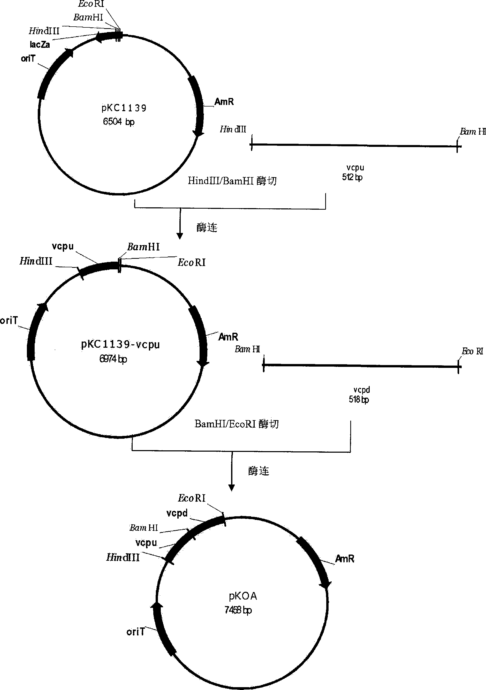 Method for improving yield of ECO-0501 produced by fermenting Amycolatopsis orientalis