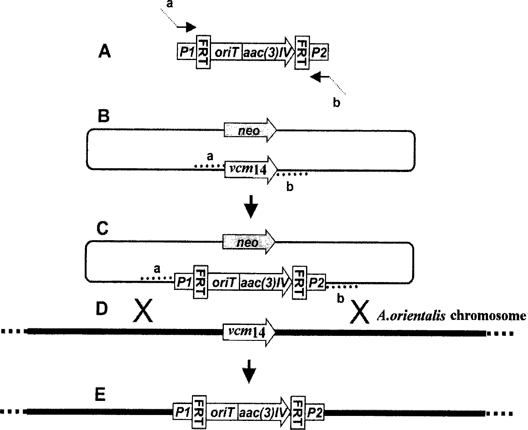 Method for improving yield of ECO-0501 produced by fermenting Amycolatopsis orientalis