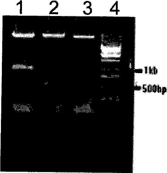 Method for improving yield of ECO-0501 produced by fermenting Amycolatopsis orientalis