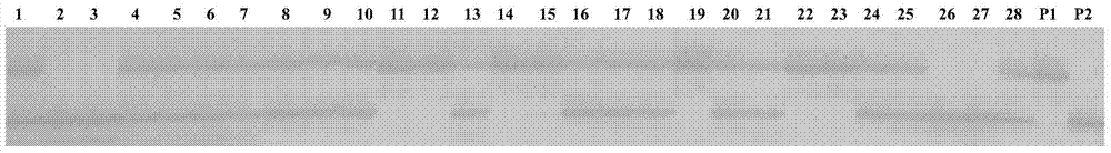 Molecular marker GmSSR18-24 closely linked with soybean rust resistance gene and application