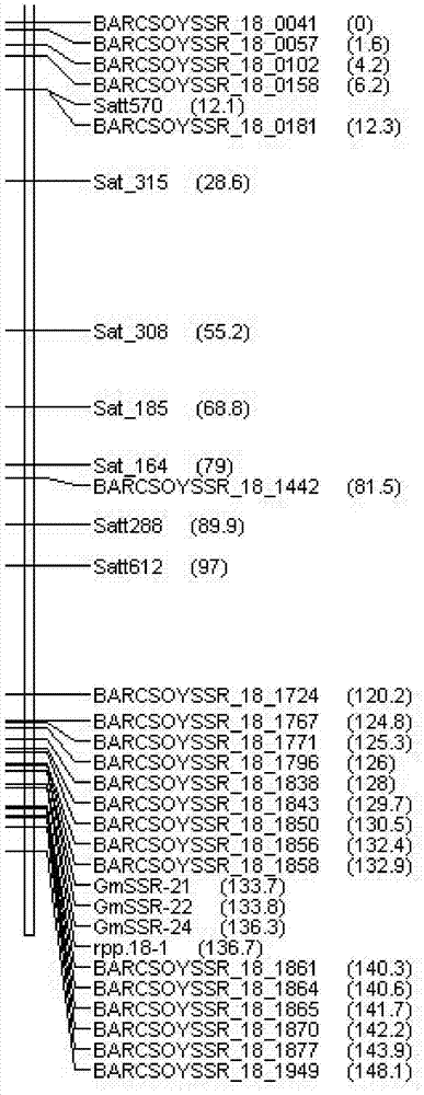 Molecular marker GmSSR18-24 closely linked with soybean rust resistance gene and application