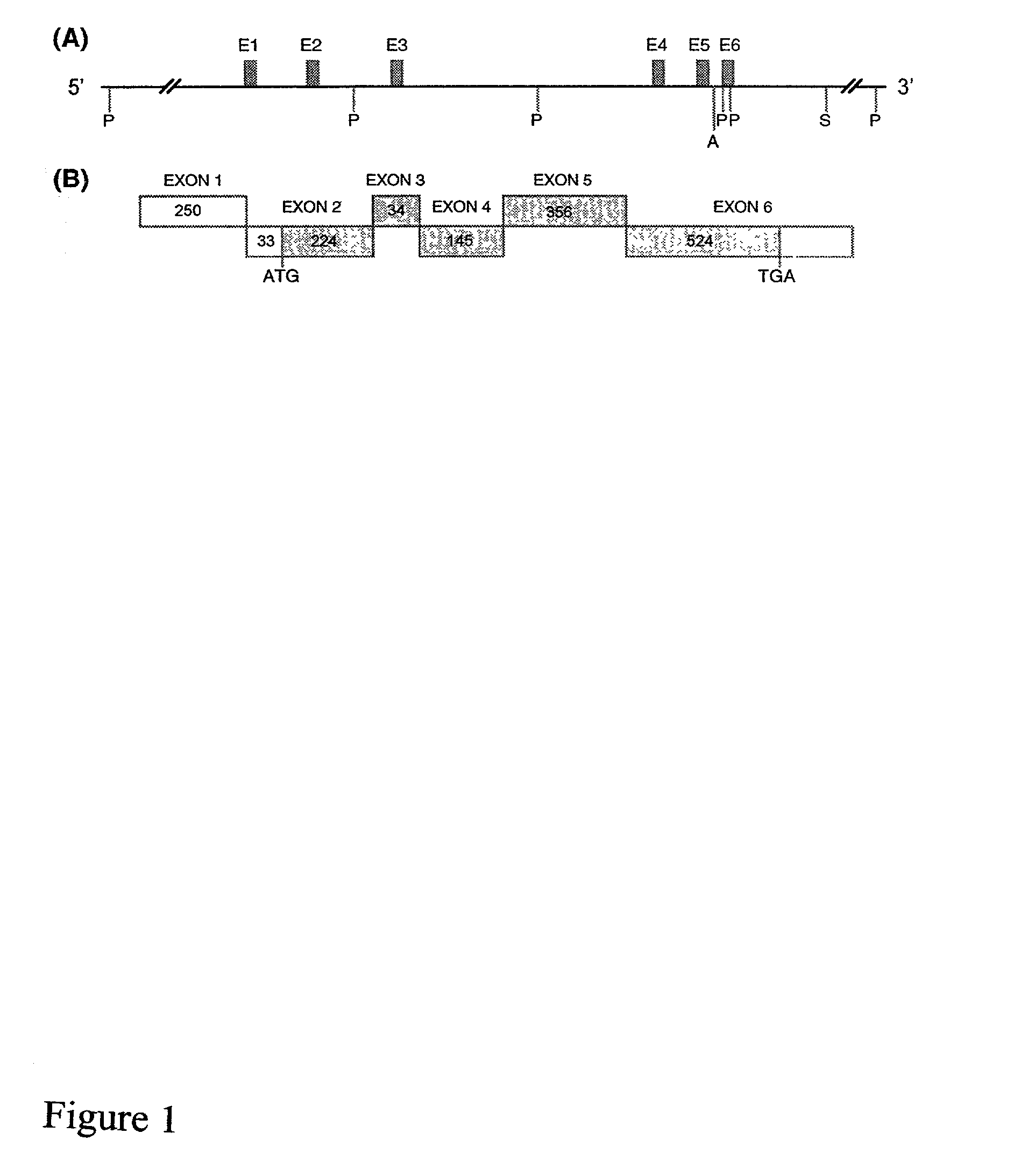 Orphanin FQ receptor nucleic acids