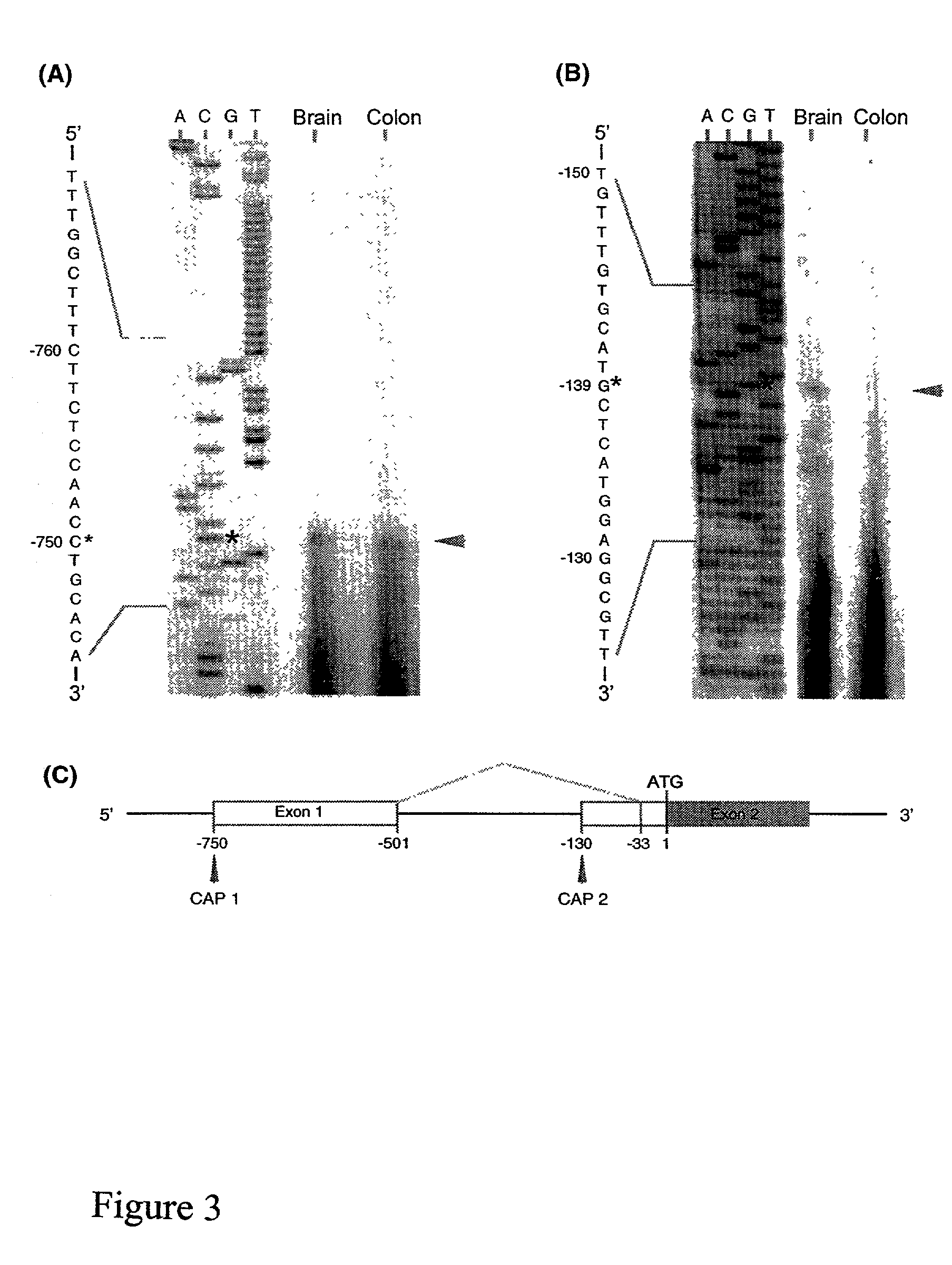 Orphanin FQ receptor nucleic acids