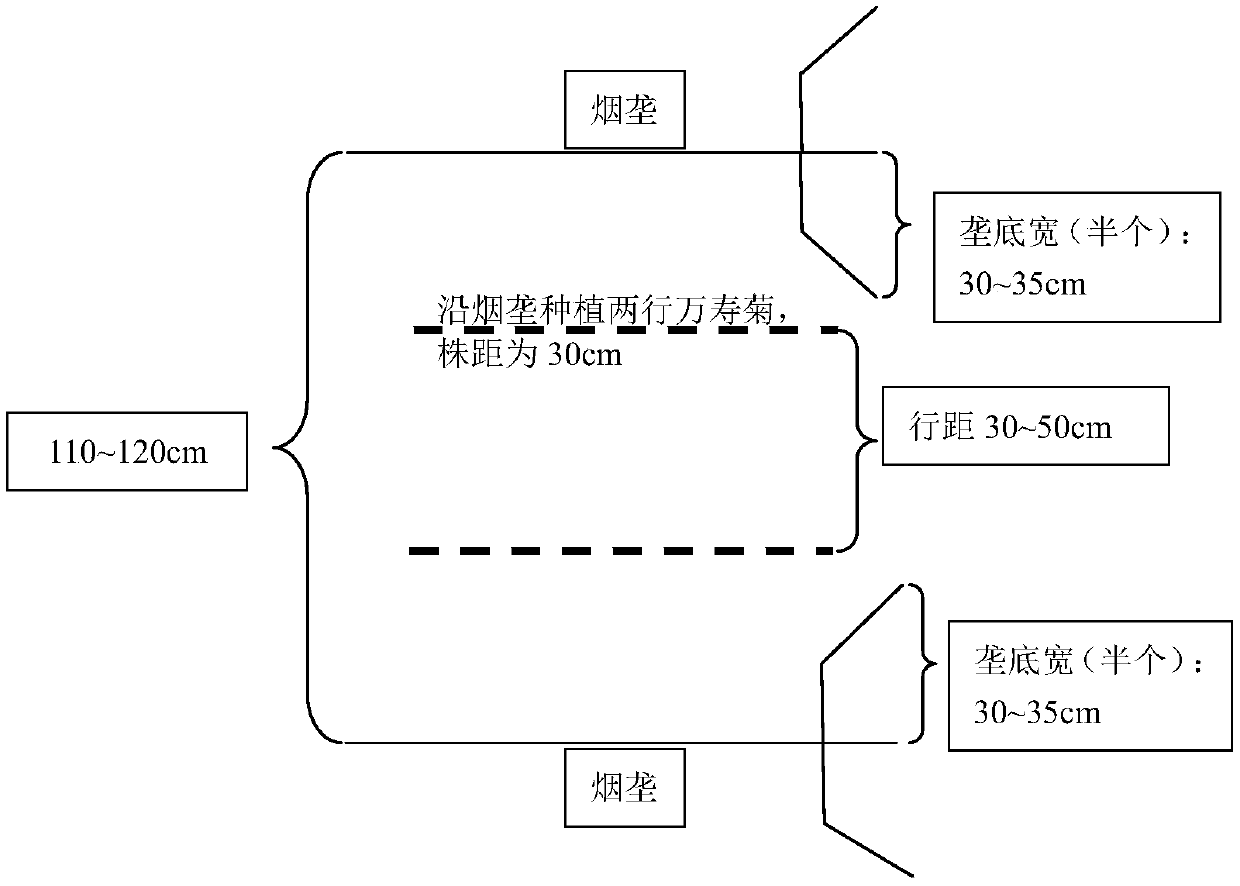 A field planting method for preventing and treating tobacco bacterial wilt