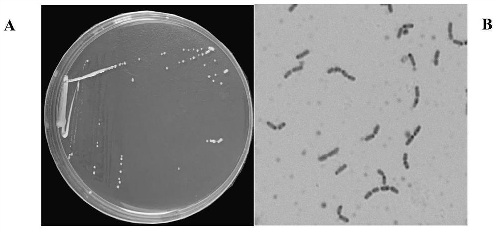 A highly efficient purine-degrading Lactobacillus rhamnosus yzulr026 and its application