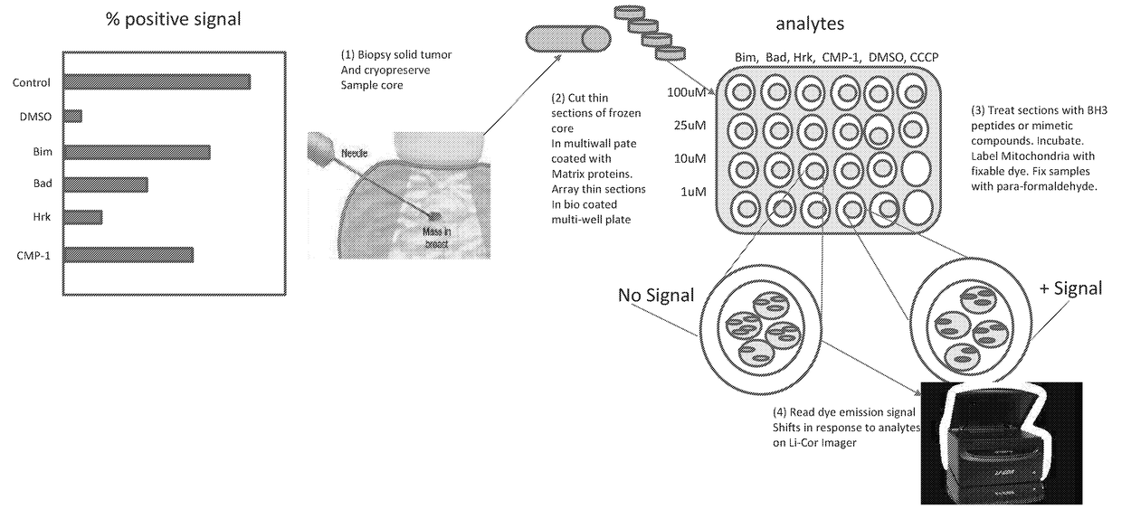 Surrogate functional biomarker for solid tumor cancer