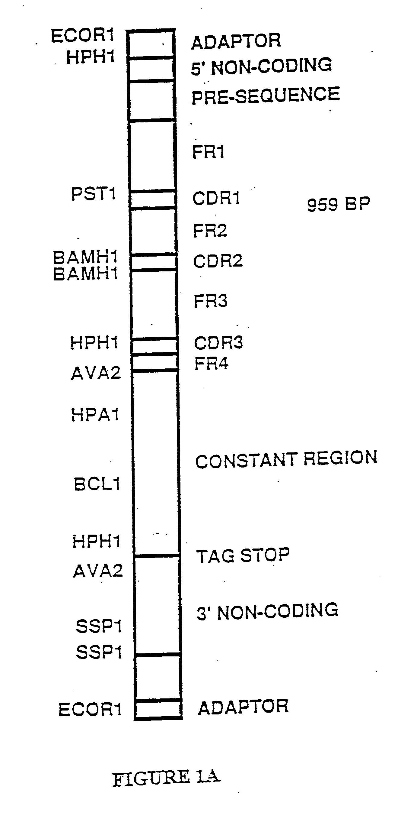 Transgenic plants expressing assembled secretory antibodies