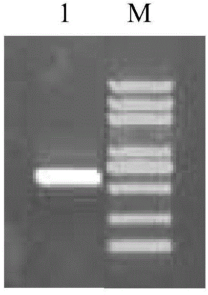 Cold resistance correlated protein from leymus chinensis, encoding gene thereof and application thereof