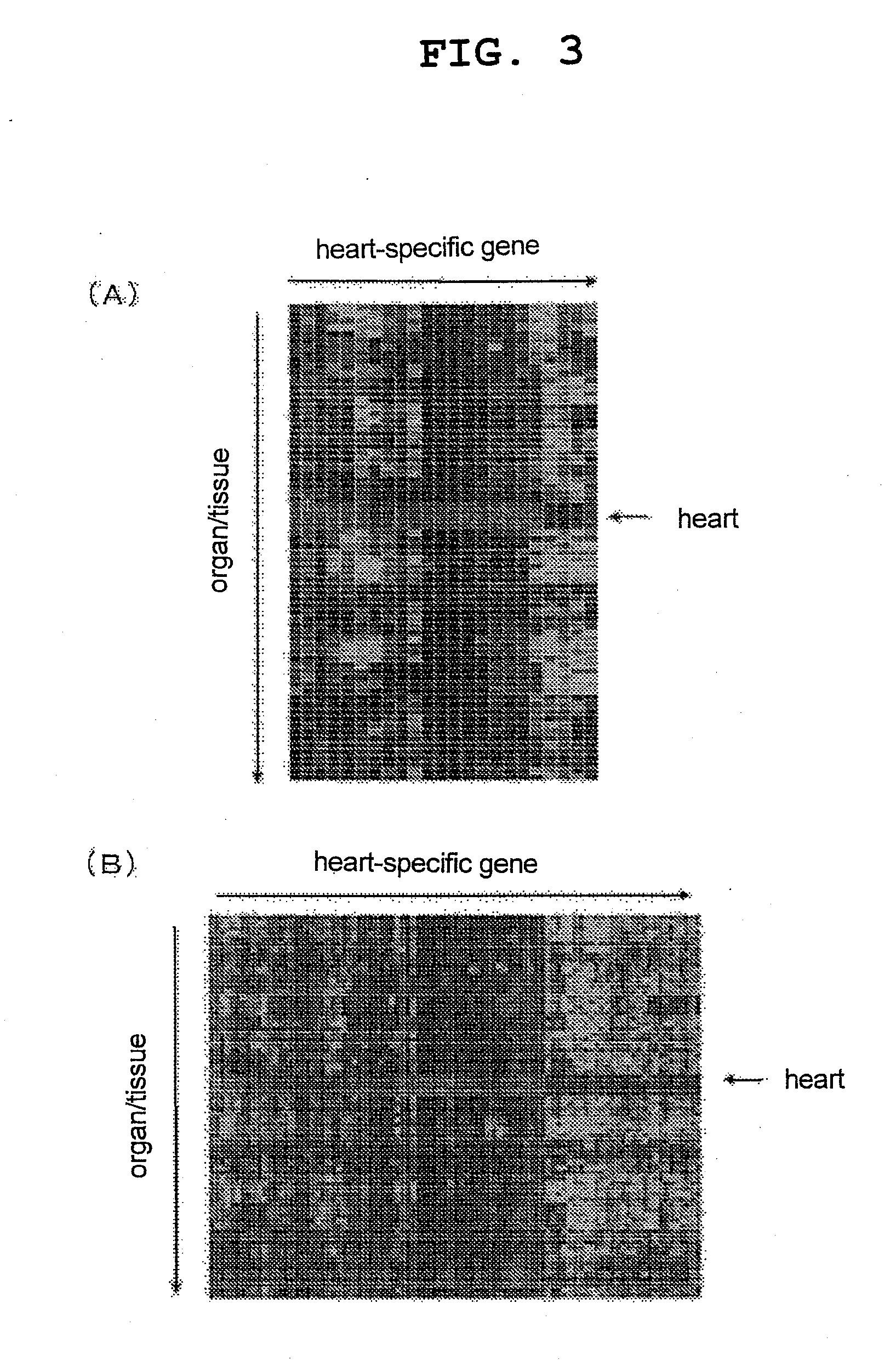 Organ-specific gene, method for identifying the same and use thereof