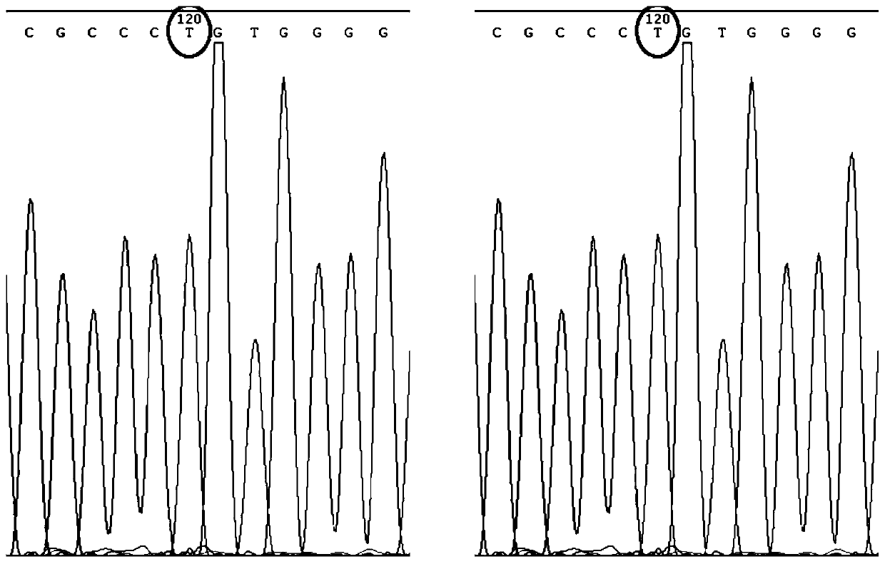 Method for detecting TH gene SNP locus related to opioid dependence and application thereof