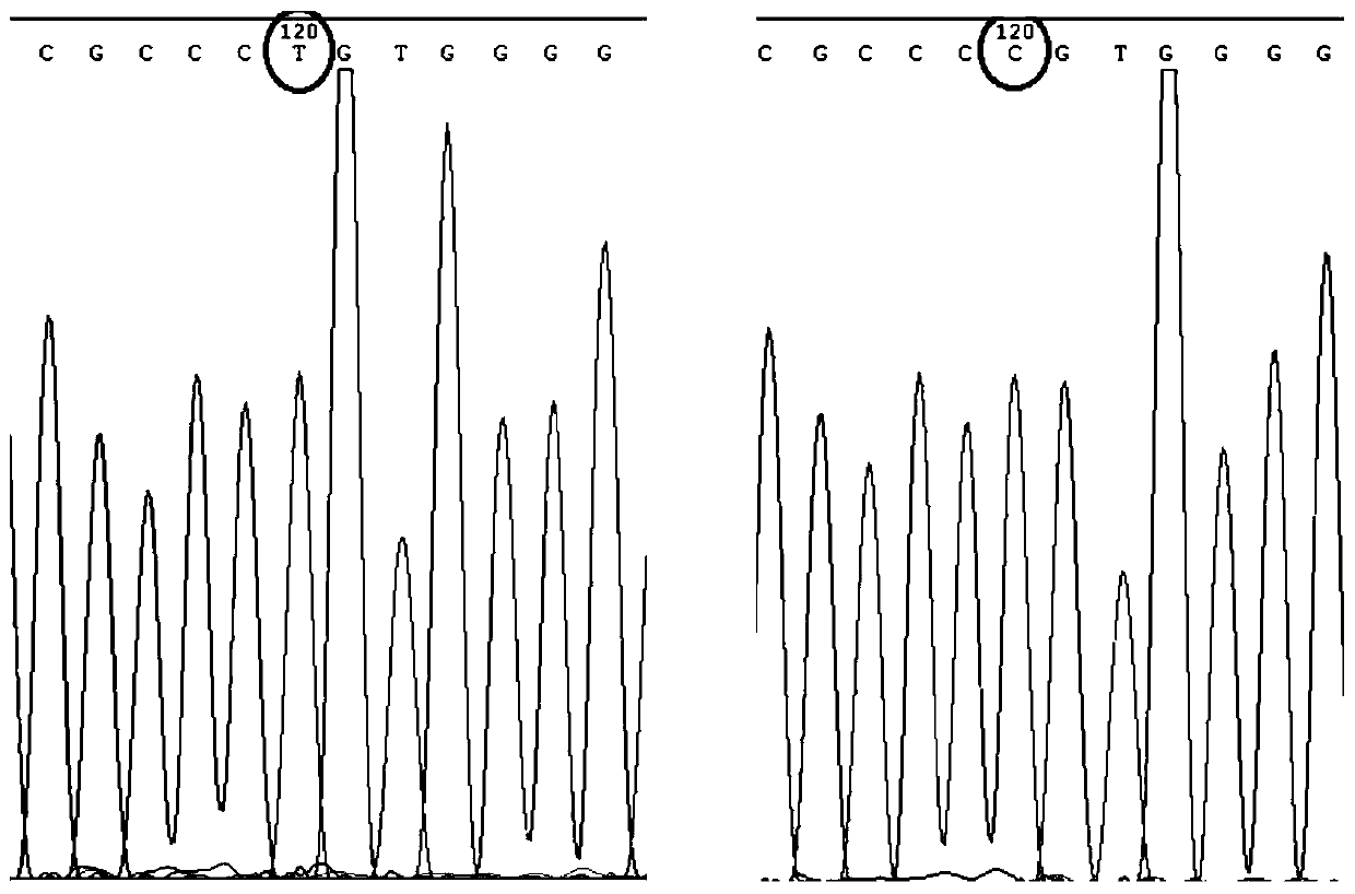 Method for detecting TH gene SNP locus related to opioid dependence and application thereof