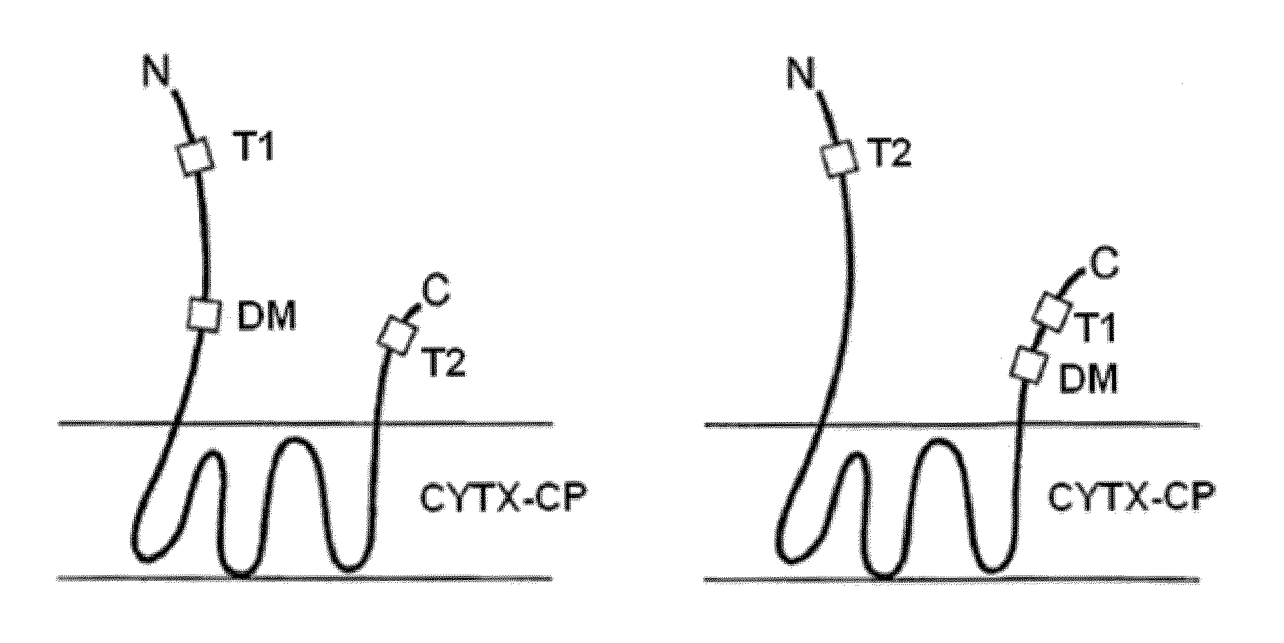 Protease-resistant systems for polypeptide display and methods of making and using thereof