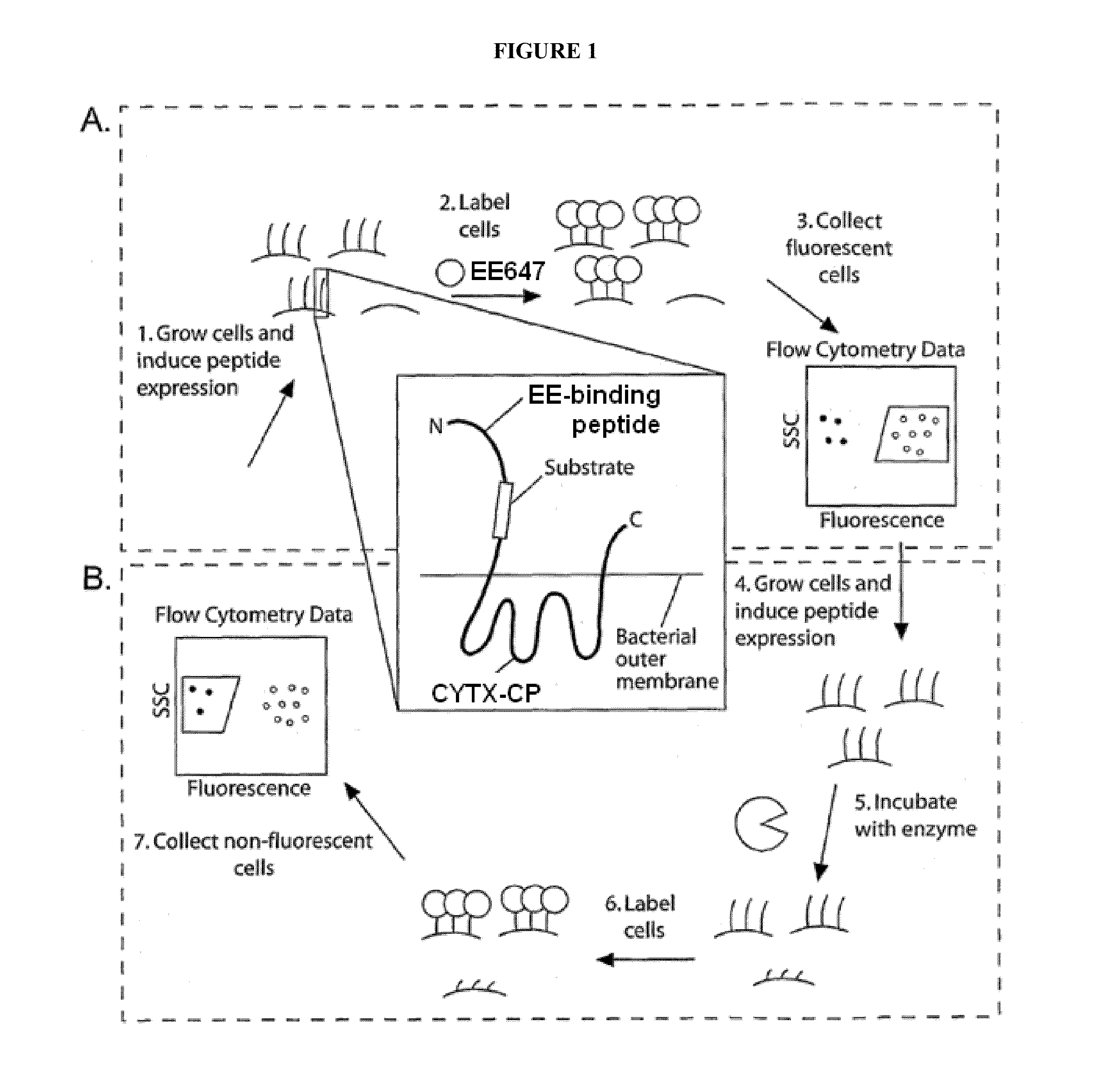 Protease-resistant systems for polypeptide display and methods of making and using thereof