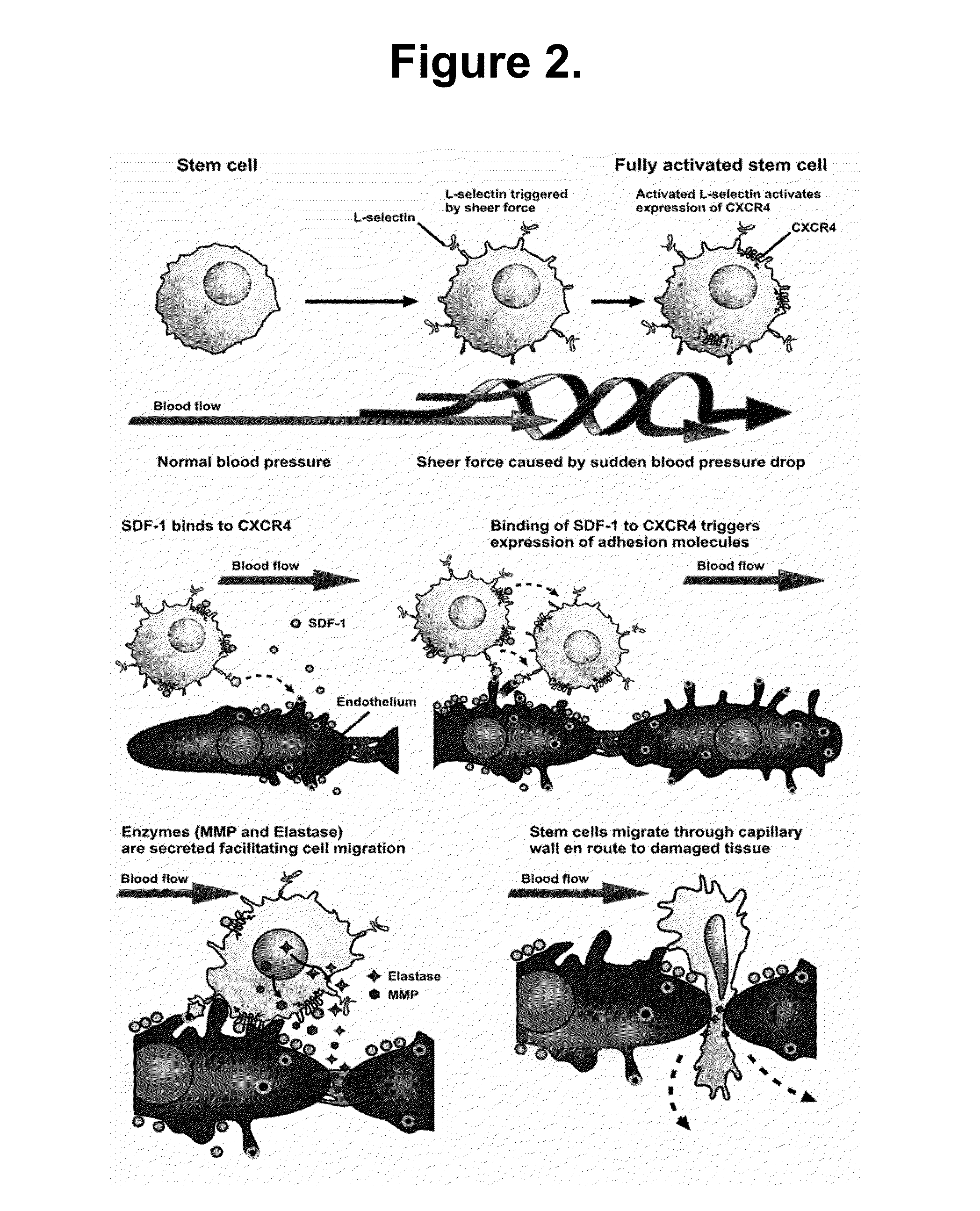 Methods and compositions for enhancing stem cell mobilization