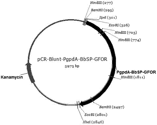 A kind of recombinant glucose-fructose oxidoreductase and its fungal expression vector and fungal insecticide