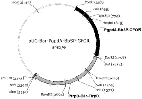 A kind of recombinant glucose-fructose oxidoreductase and its fungal expression vector and fungal insecticide