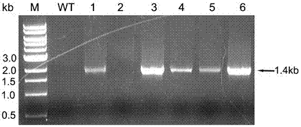 A kind of recombinant glucose-fructose oxidoreductase and its fungal expression vector and fungal insecticide