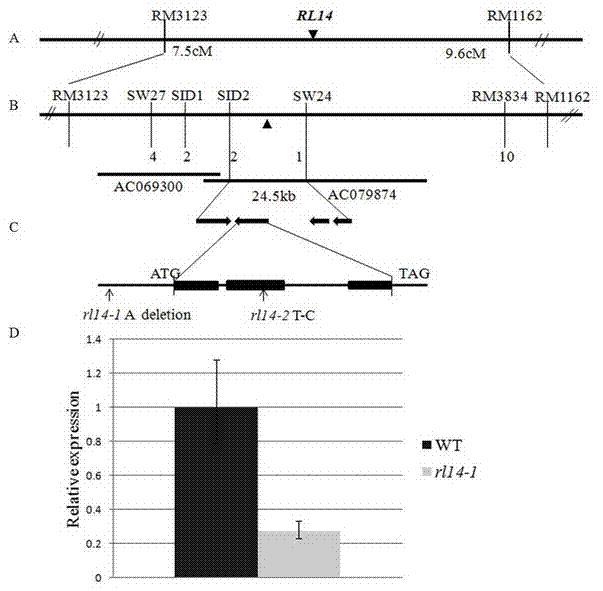 Rice moderate leaf-rolling mutator RL14 and application thereof