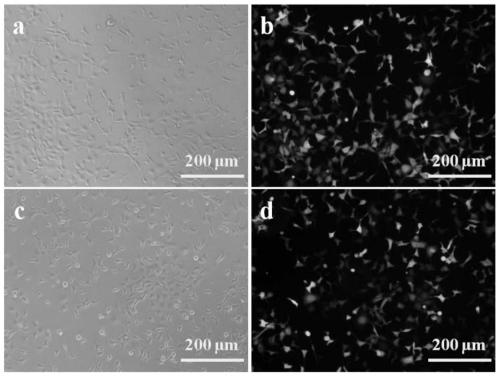 Recombinant cell with high expression of mrgprx2 and stationary phase of membrane receptor with high expression of mrgprx2 and its preparation method and application