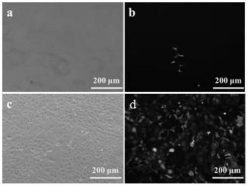 Recombinant cell with high expression of mrgprx2 and stationary phase of membrane receptor with high expression of mrgprx2 and its preparation method and application