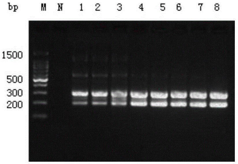 Duck Flavovirus and Duck Circovirus Duplex RT-PCR Detection Kit