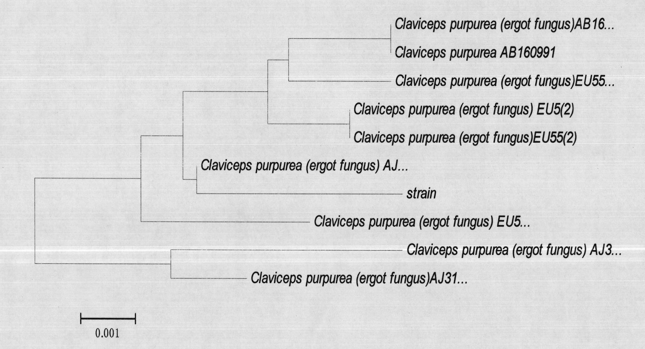 Pseudomonas fluorescens of endophytic fungi of achnatherum inebrians and application thereof to biological control