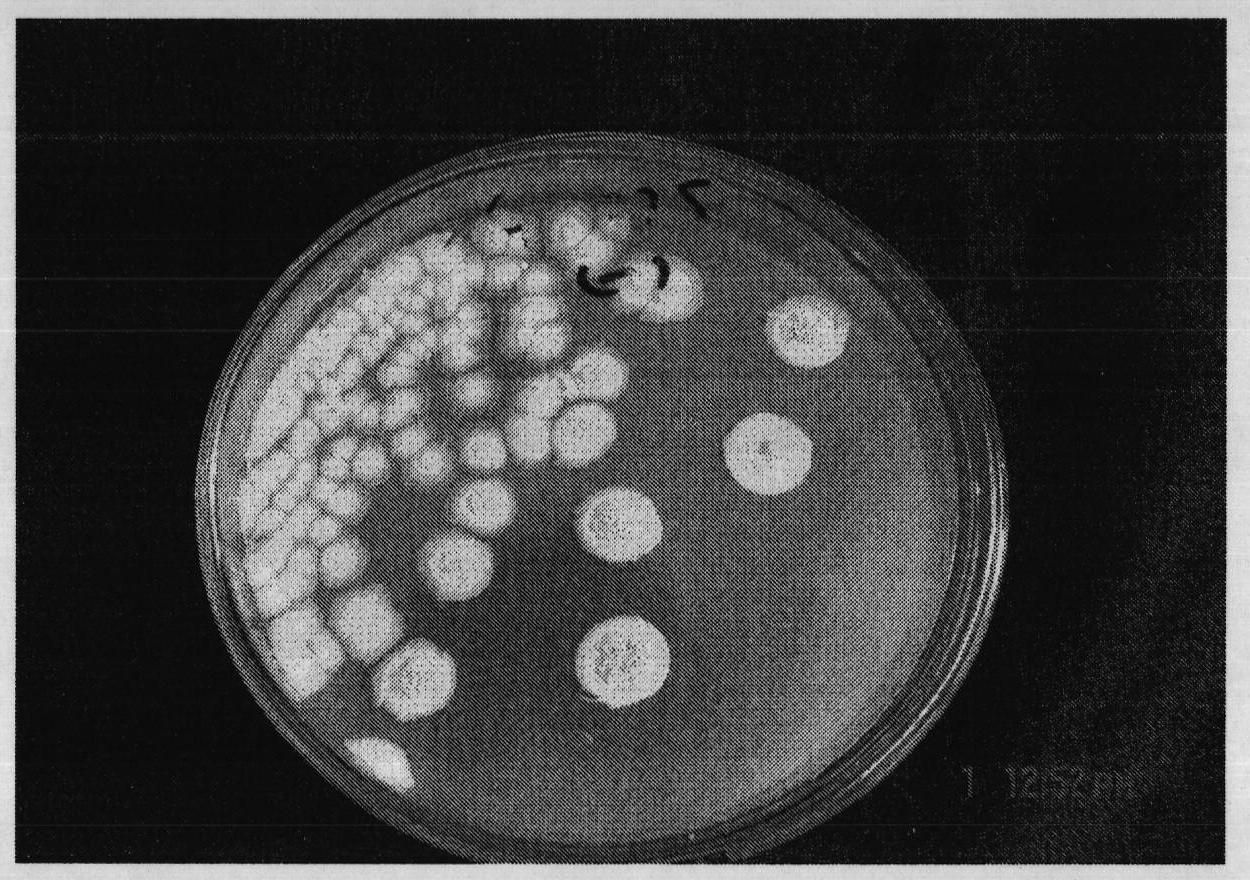 Pseudomonas fluorescens of endophytic fungi of achnatherum inebrians and application thereof to biological control