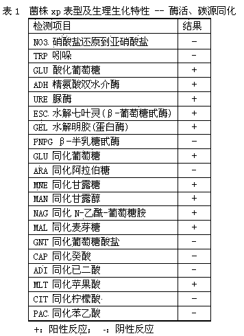 Bacterium-enzyme combined preparation containing bacillussubtilis strain xp and application of bacterium-enzyme combined preparation in accelerating starch degradation in tobacco sheet