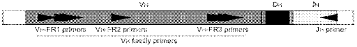 Lymphocyte gene rearrangement clonality assay kit and assay method thereof