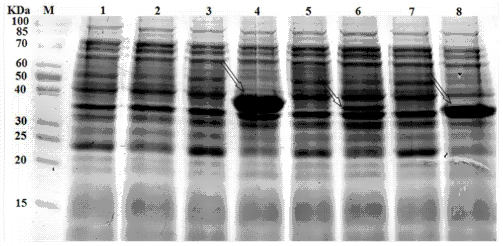 High-bile salt resistance strain and bile salt hydrolase genes