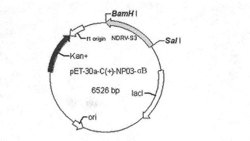 Novel duck reovirus recombinant sigma B protein antigen, preparation method and application